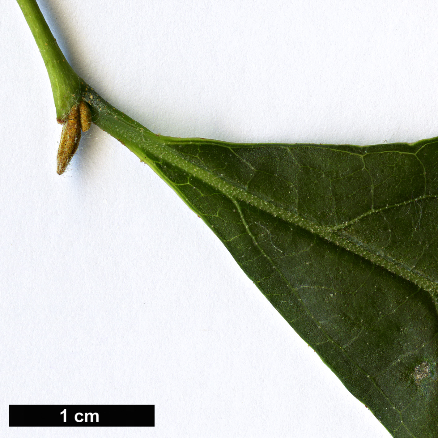 High resolution image: Family: Styracaceae - Genus: Styrax - Taxon: wuyuanensis